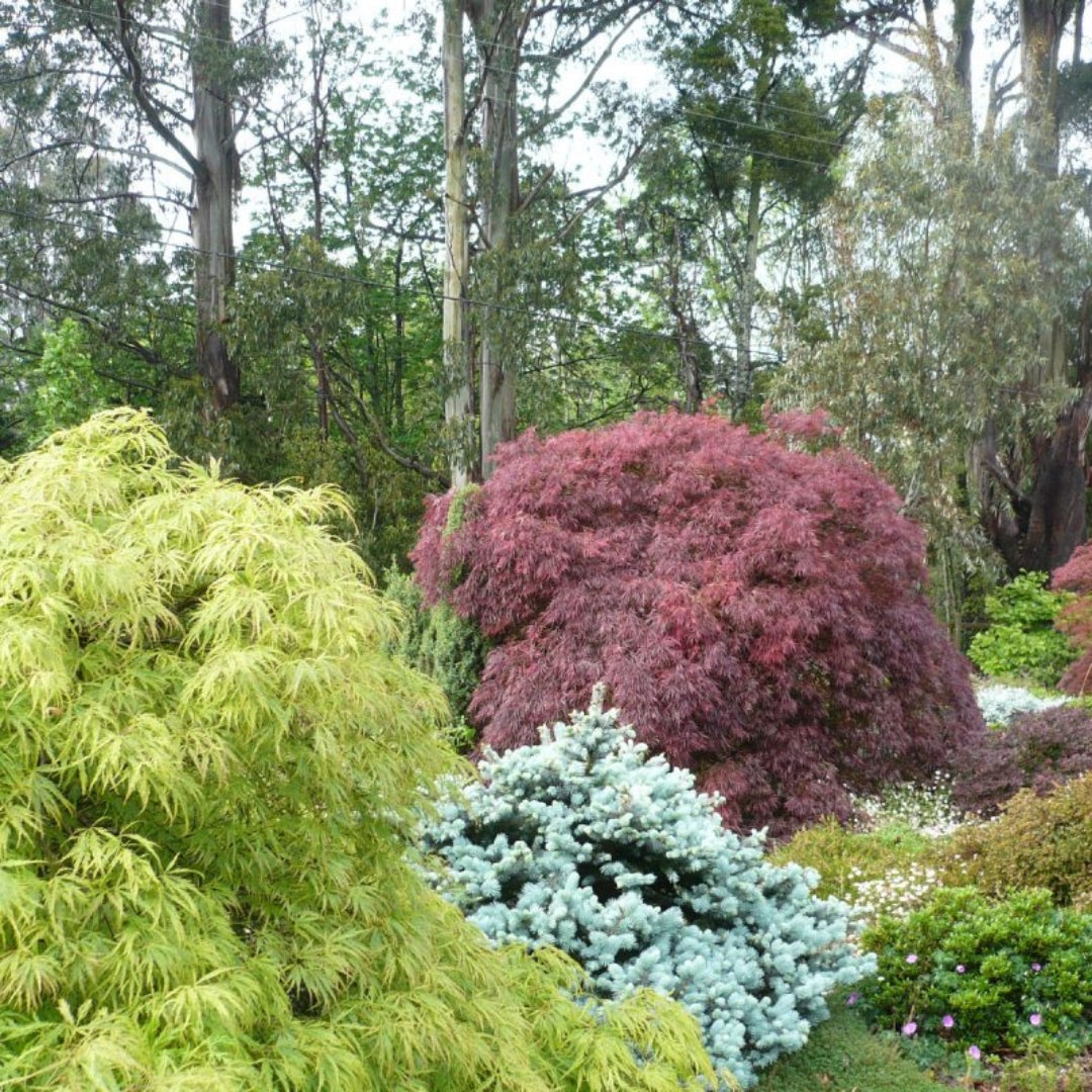 Crimson Queen Japanese Maple – Weeping Laceleaf | Deep Red Foliage | Zones 5–8 live plant for landscaping and home gardens