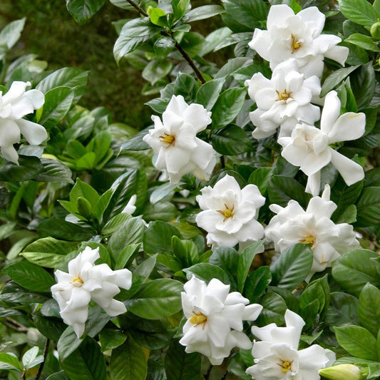 Chuck Hayes Gardenia – shrub