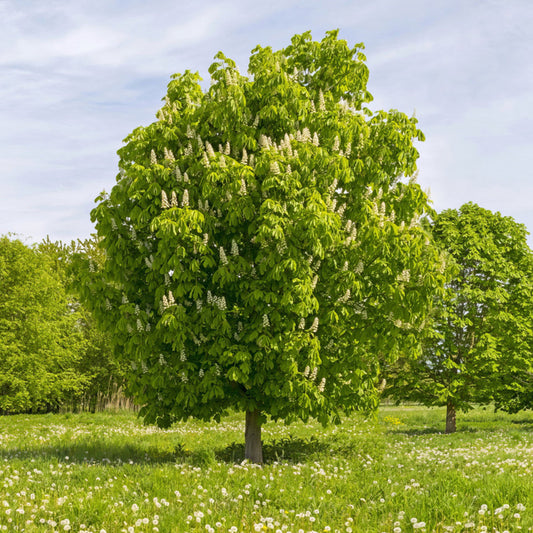 Mature Chinese Chestnut Tree with spreading branches in an orchard setting