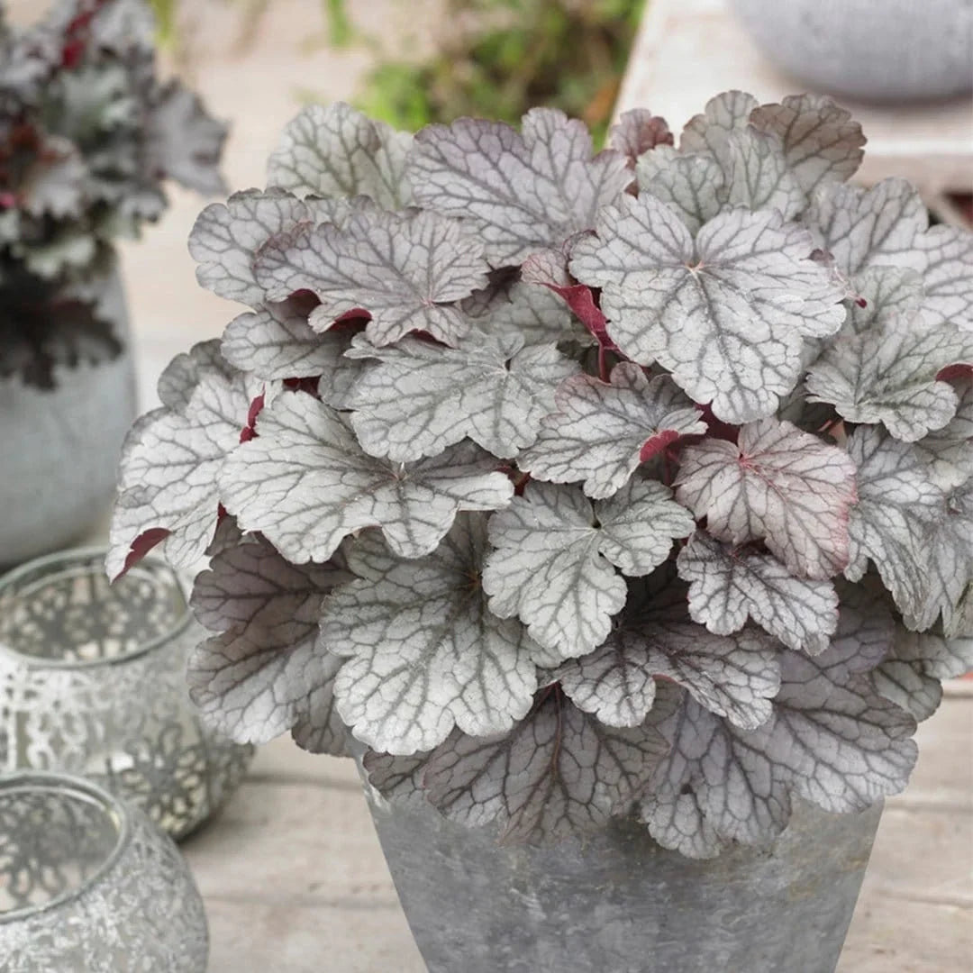 Heuchera 'Indian Summer Huckleberry'