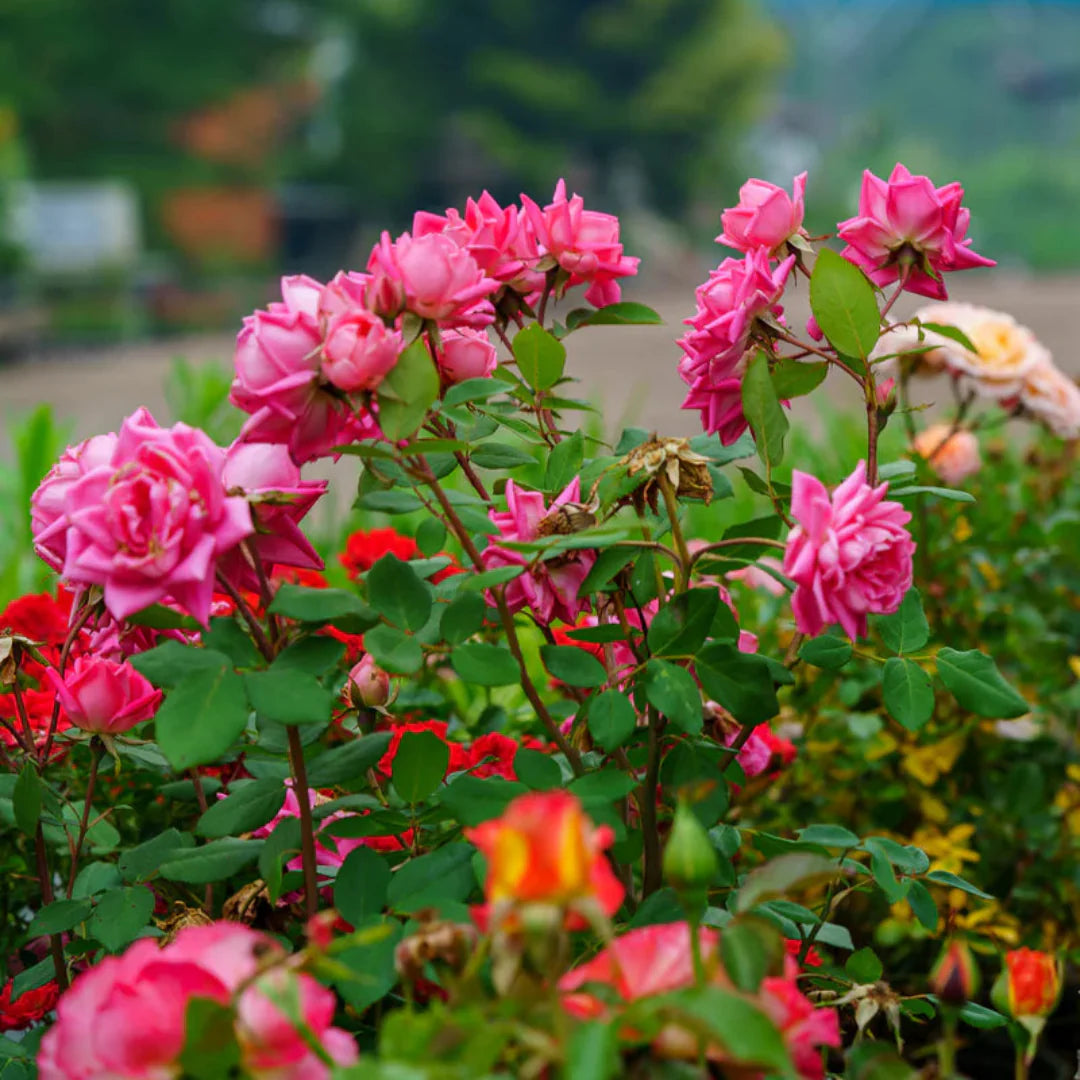 homeandgardensforless.com