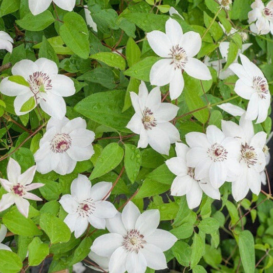 Clematis ‘Miss Bateman’