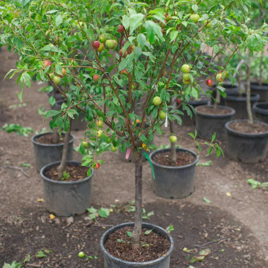 planting a plum tree in a pot 4 In 1 Plum Cocktail Tree- The Plum Cocktai