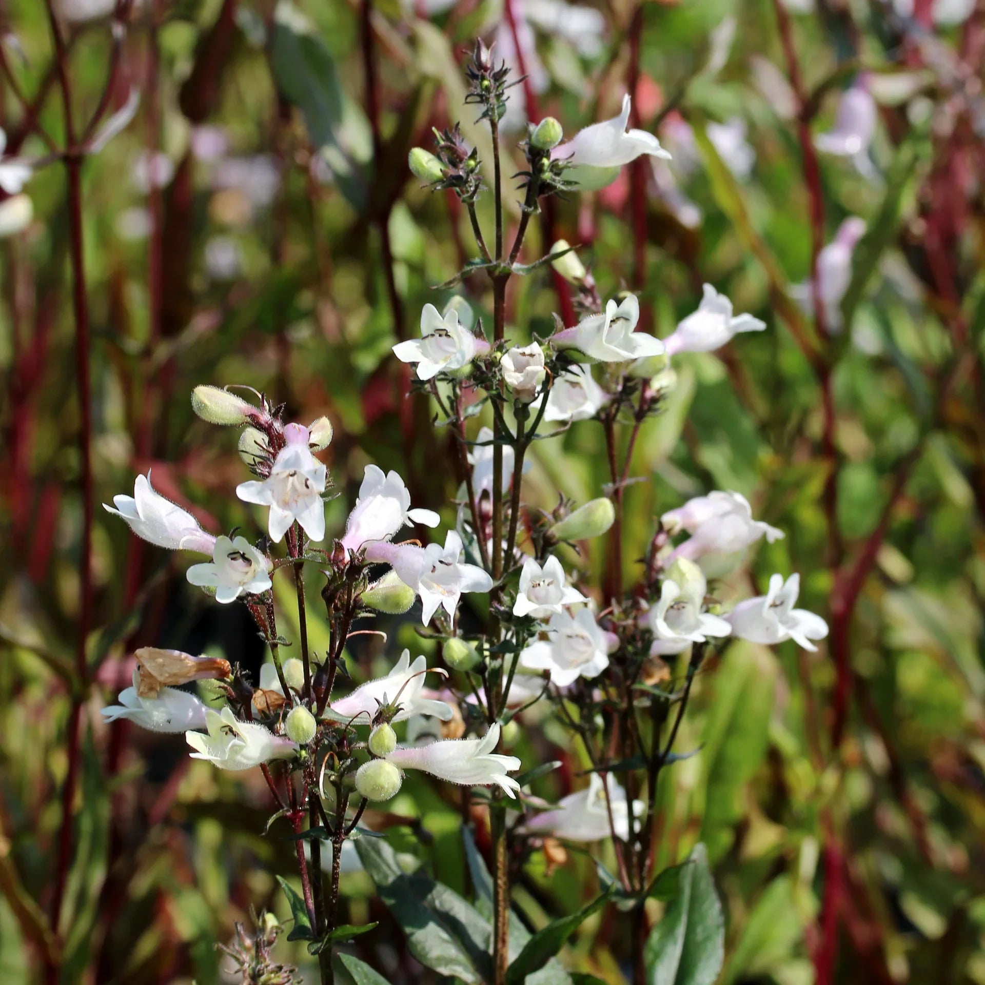 Penstemon digitalis ‘Huskers Red’