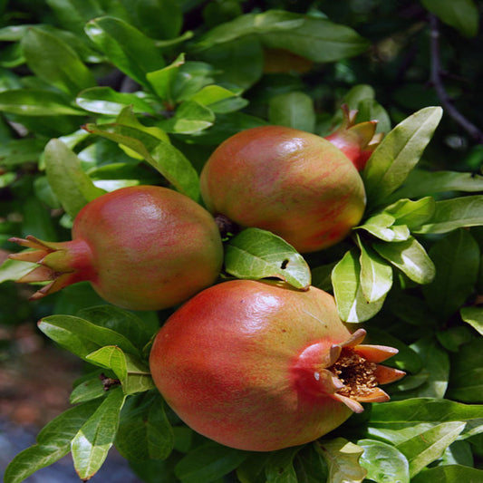 Bright red fruits on Salavatski Pomegranate Tree branches
