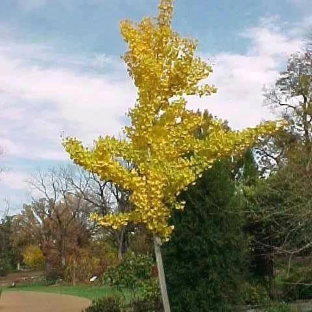 Princeton Sentry Male Ginkgo – Tall Columnar Non-Fruiting Living Fossil (Ginkgo biloba 'Princeton Sentry')