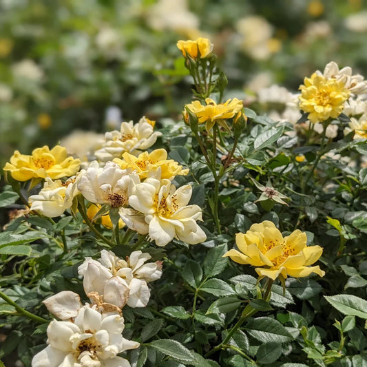 Sunlight highlights creamy petals of Lemon Drift Rose