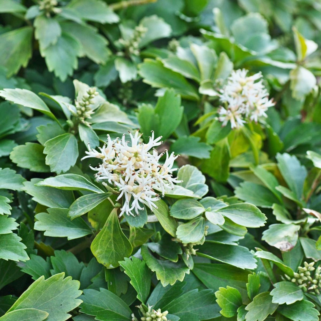 Evergreen Japanese Spurge plant photo