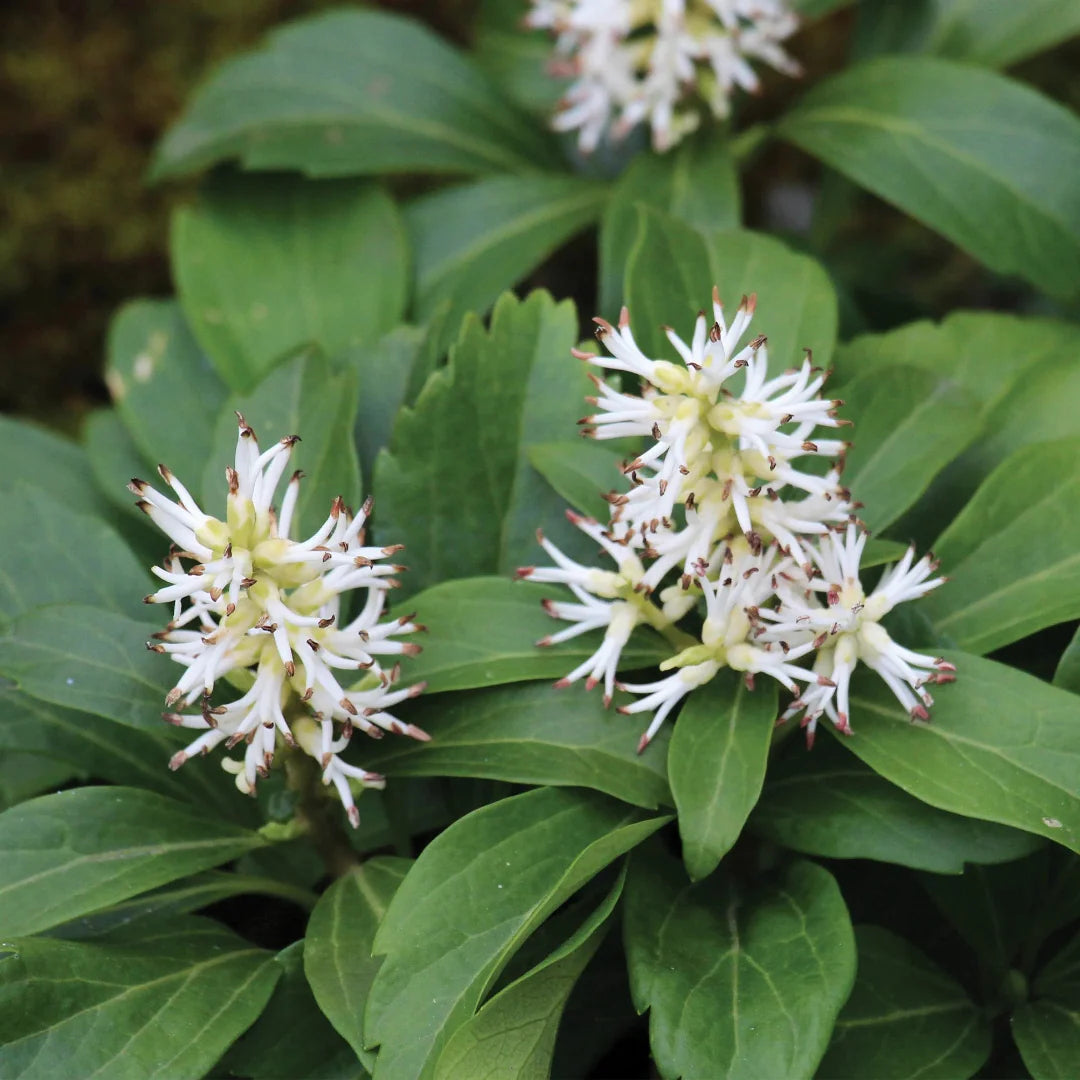 Pachysandra terminalis with small white flowers