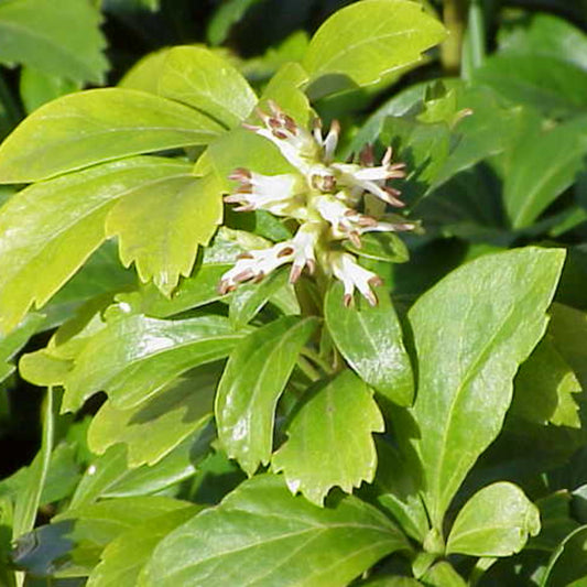 Japanese Spurge Pachysandra foliage close-up