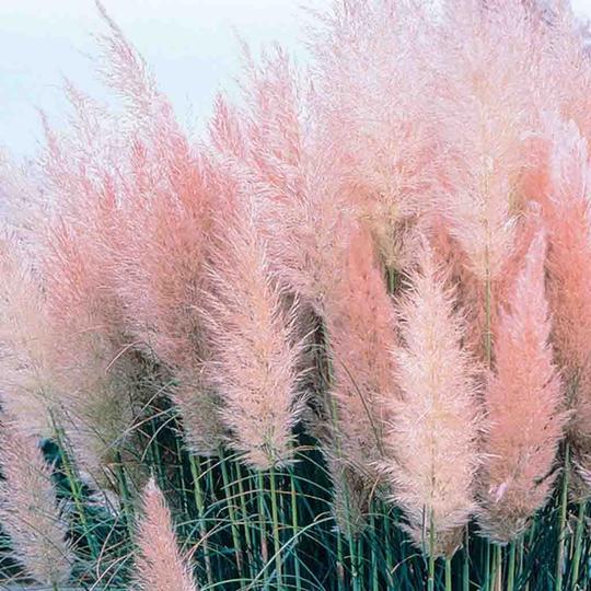Pink Pampas Grass – Spectacular Pink Plumes | Cortaderia | Zones 6–11 live plant for landscaping and home gardens