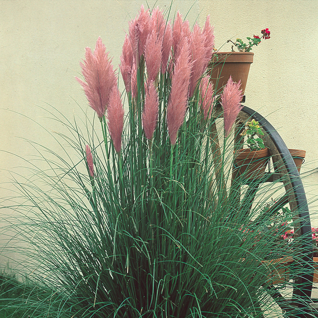 Pink Pampas Grass – Spectacular Pink Plumes | Cortaderia | Zones 6–11 live plant for landscaping and home gardens