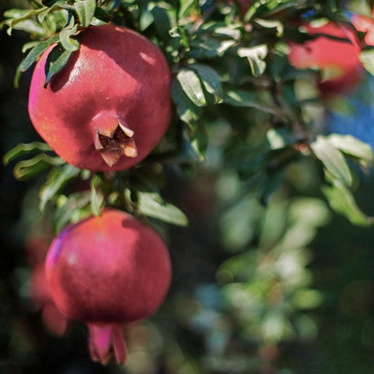 Parfianka Pomegranate Tree growing outdoors with red pomegranate fruit