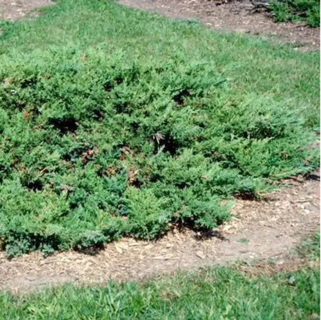 Dwarf Juniper Parsoni shrub for landscaping