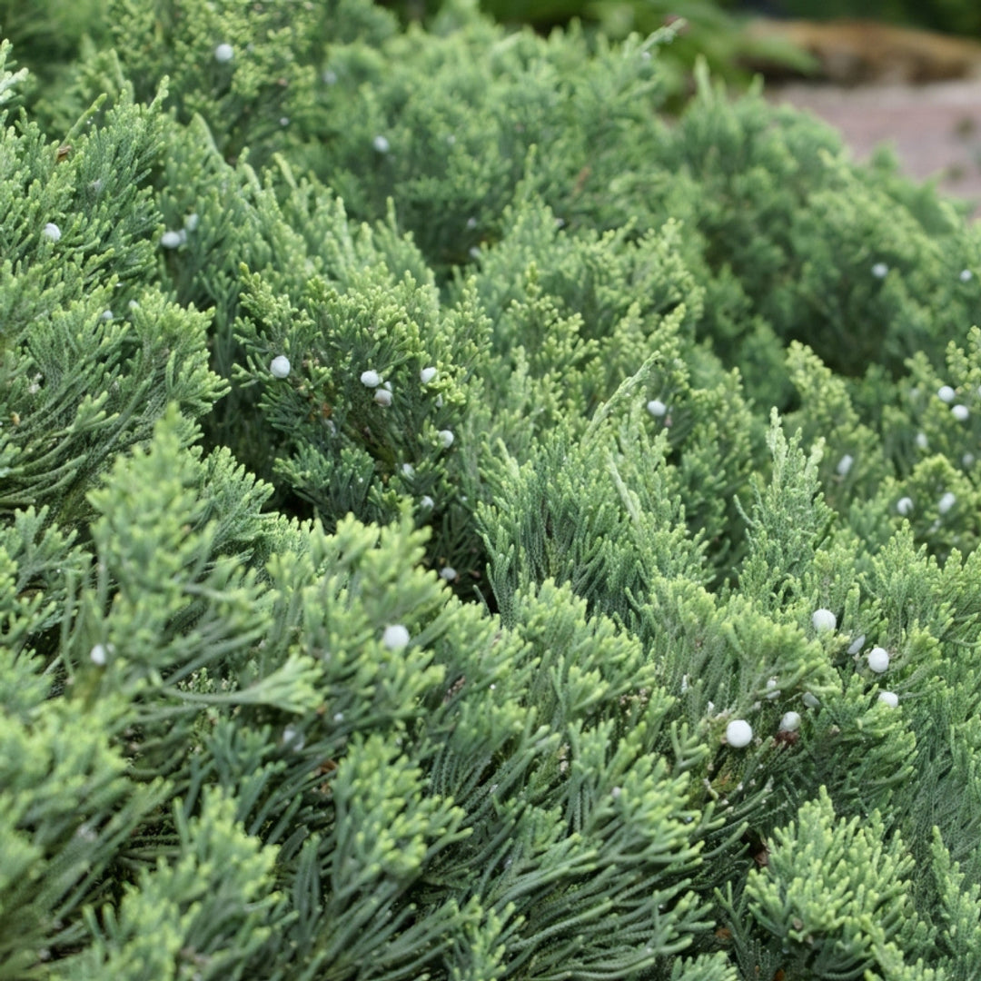 Parsoni Juniper evergreen groundcover plant