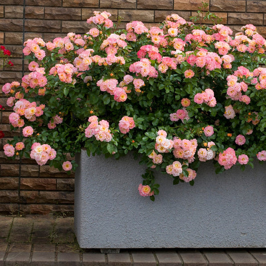 Gentle apricot flowers cover the Peach Drift Rose