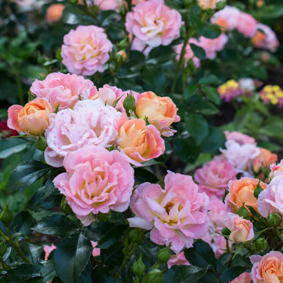 Compact Peach Drift Rose growing densely with glossy foliage