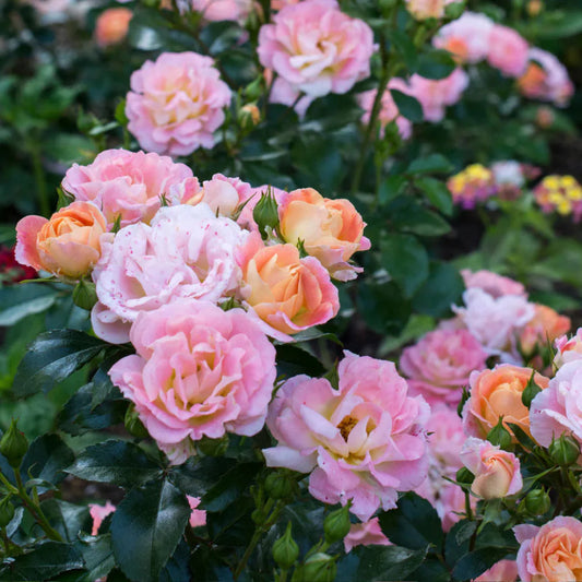 Compact Peach Drift Rose growing densely with glossy foliage