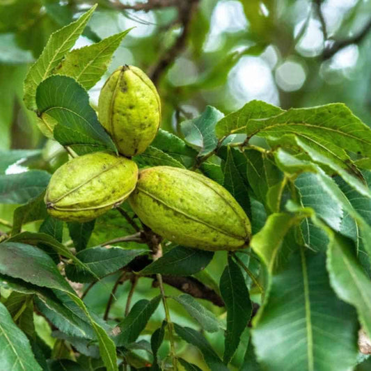 Cherryle Pecan Tree – fruit plant