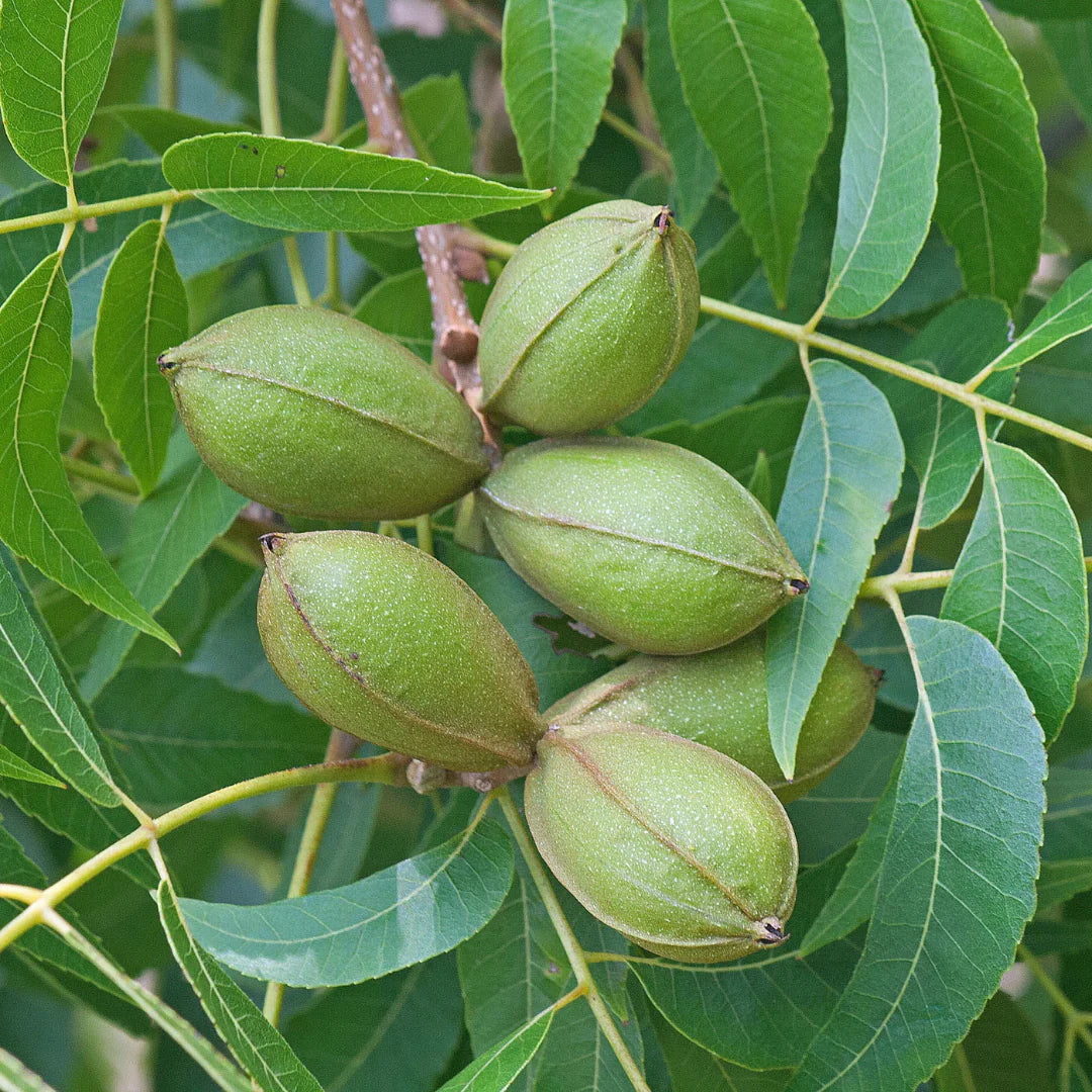 Hardy pecan tree growing outdoors with healthy green foliage