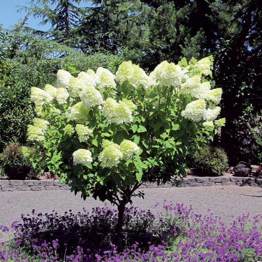 Pee Gee Hydrangea – PG Hydrangea | Large White Panicle Blooms | Zones 3–8 live plant for landscaping and home gardens