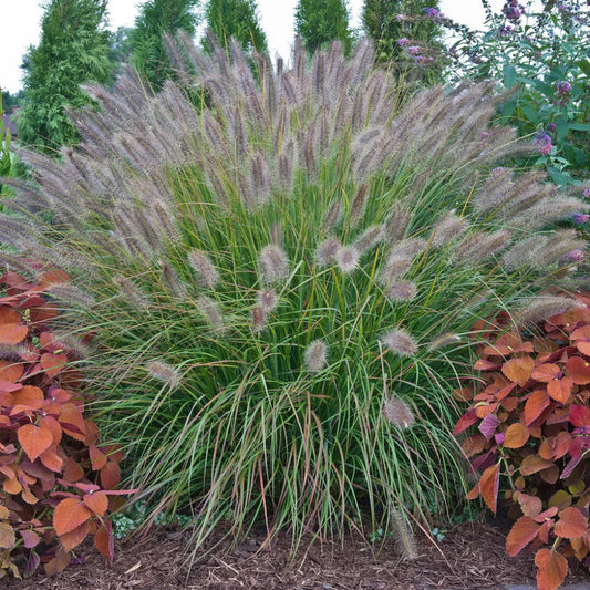 Grass: Pennisetum 'Desert Plains' Fountain Grass – grass