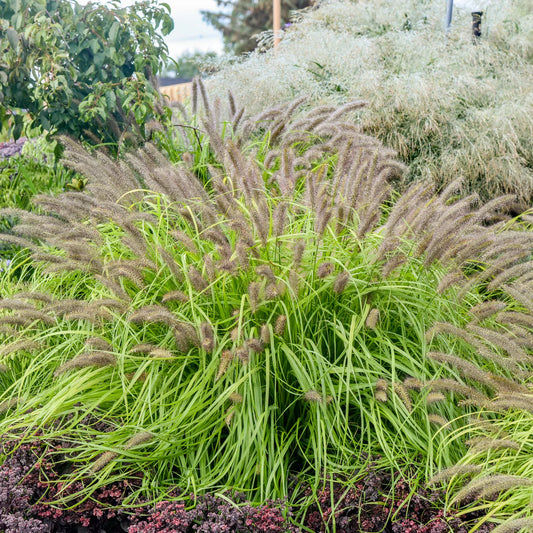 Grass: Pennisetum a. Prairie Winds 'Lemon Squeeze' Fountain Grass