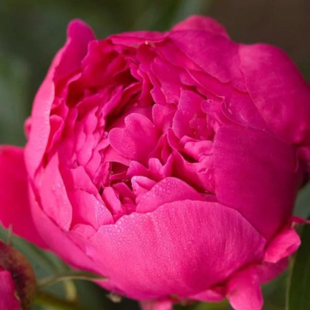 Peony Kansas