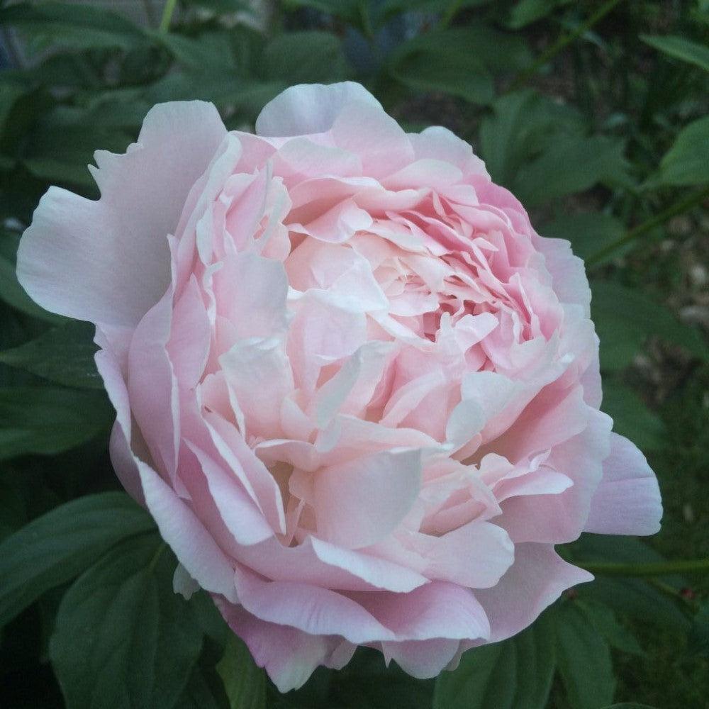Peony Myrtle Gentry – flowering plant