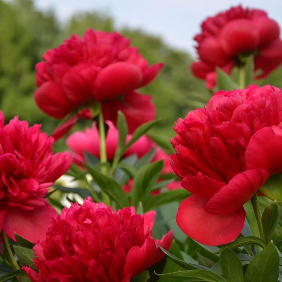 Peony Red Magic – flowering shrub