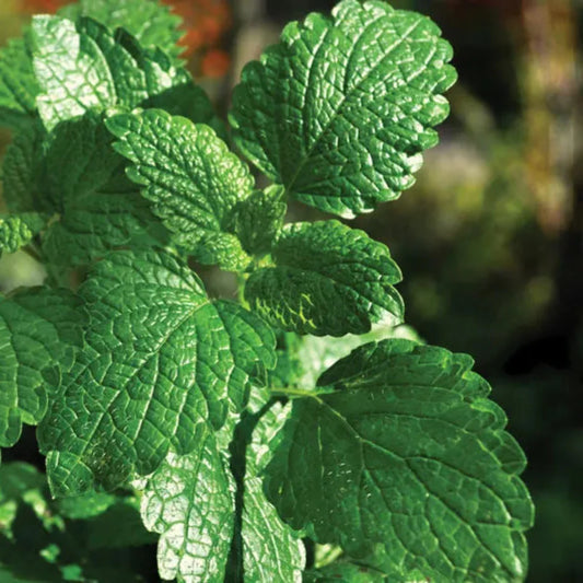 Herb: Mint, Peppermint, Scented Leaves with Tiny Lavender Flowers – shrub