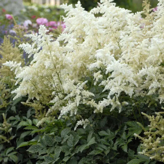 Astilbe Deutschland false spirea with white plumes