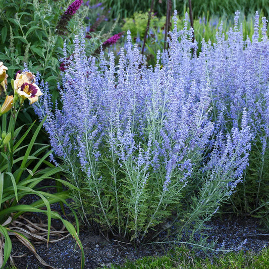 Perovskia atriplicifolia 'Blue Jean Baby' – evergreen