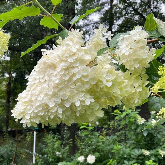 Phantom Hydrangea Displaying Upright Summer Flowers