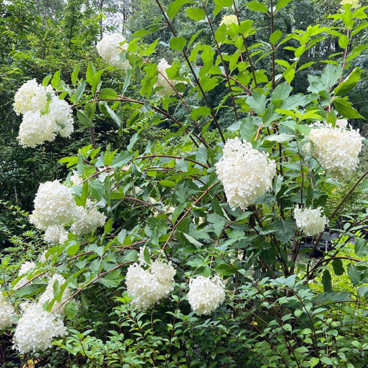 Phantom Hydrangea in Full Bloom with Tall White Flowers