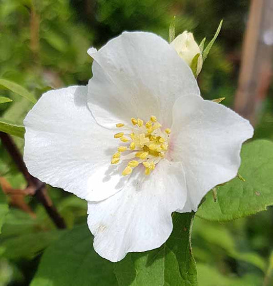 Mock Orange Flowering Shrub – Intensely Fragrant White Blooms | Zones 4–8 live plant for landscaping and home gardens