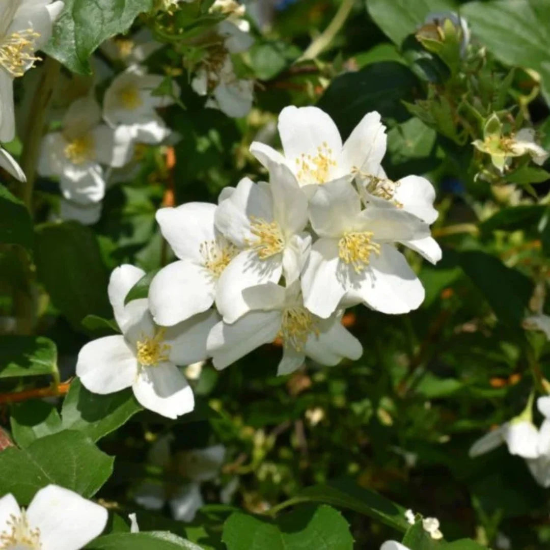 Sweet Mock Orange shrub with bright white, fragrant blooms