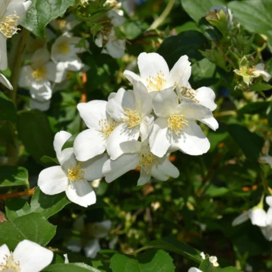 Sweet Mock Orange shrub with bright white, fragrant blooms