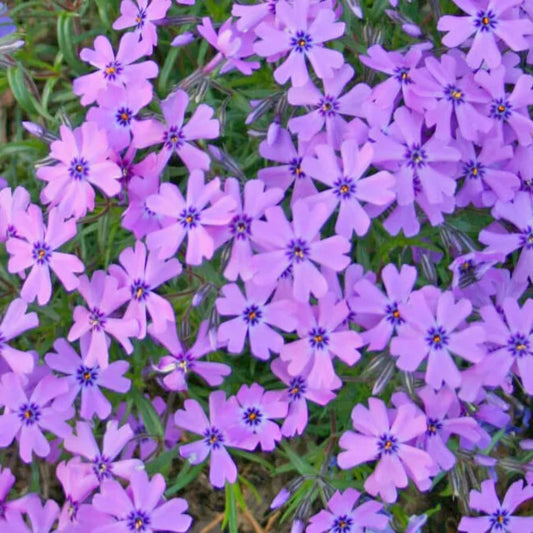 Phlox Purple Beauty perennial ground cover