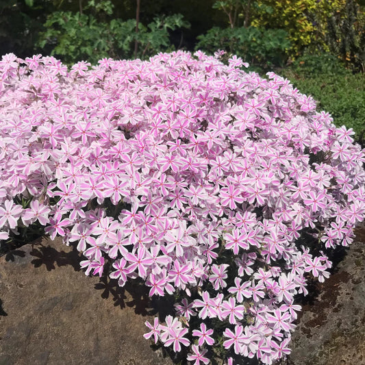 Candy Stripe creeping Phlox in landscape view