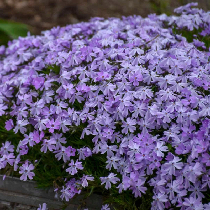 Dense mat of Phlox subulata 'Emerald Blue'