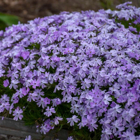 Dense mat of Phlox subulata 'Emerald Blue'