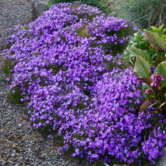 Purple Beauty Creeping Phlox plant