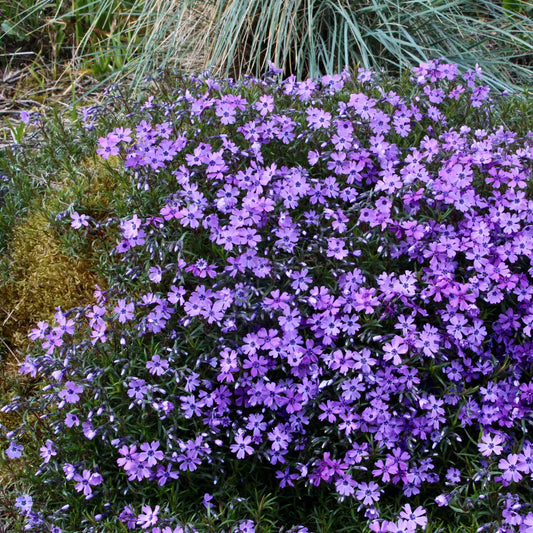 Phlox Subulata Purple Beauty in bloom