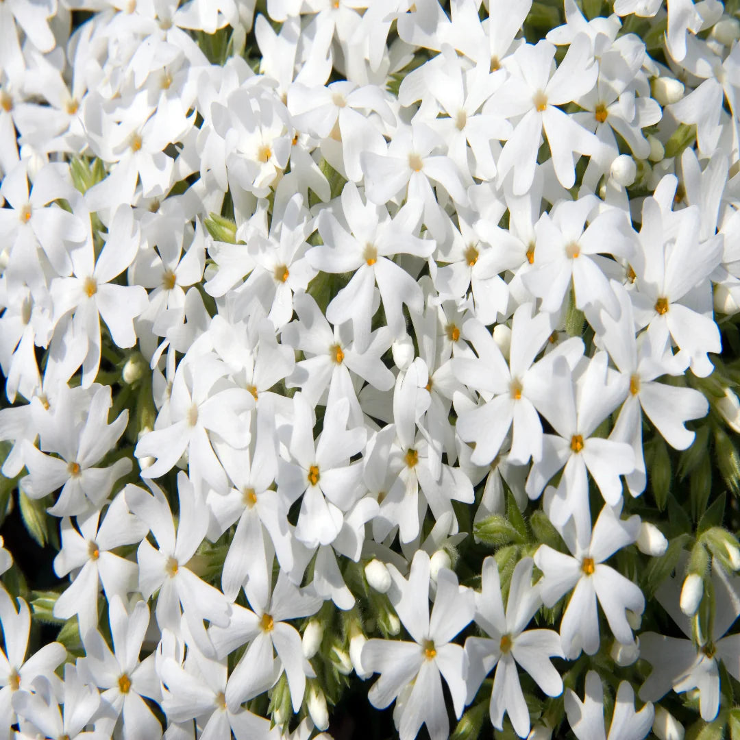 Evergreen Snowflake creeping phlox