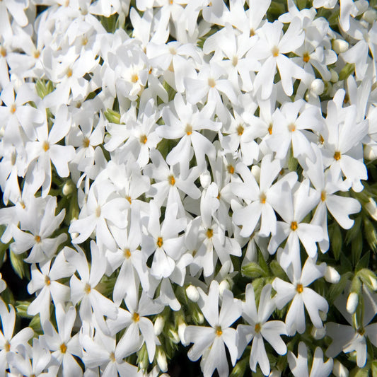 Evergreen Snowflake creeping phlox