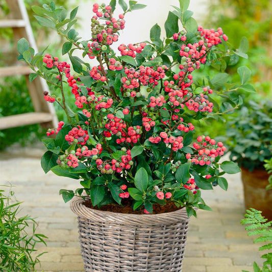 Bush view showing Pink Lemonade Blueberry fruit clusters