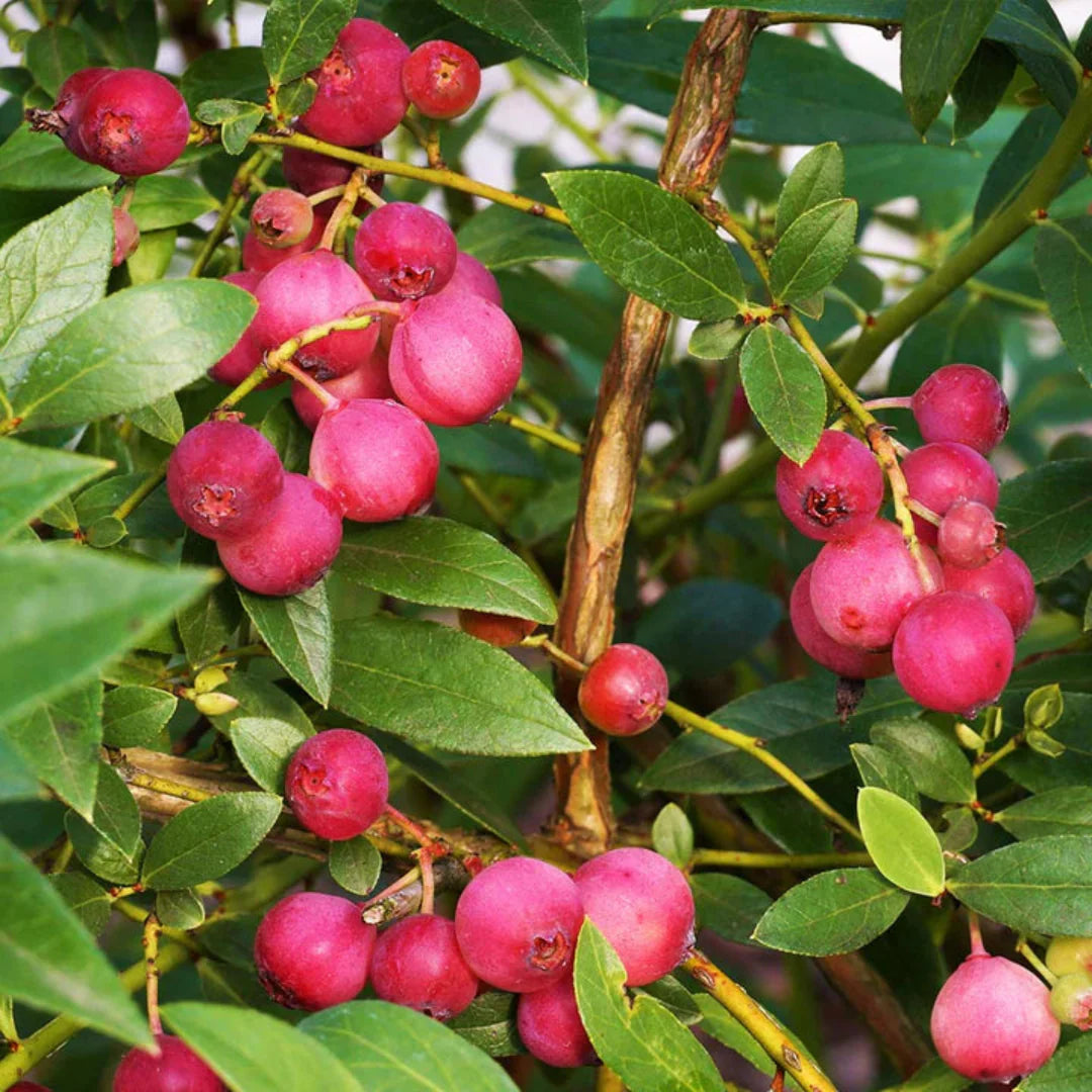 Pink Lemonade Blueberry Plant flowering stage