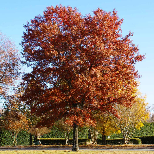 Pin Oak Tree – tree
