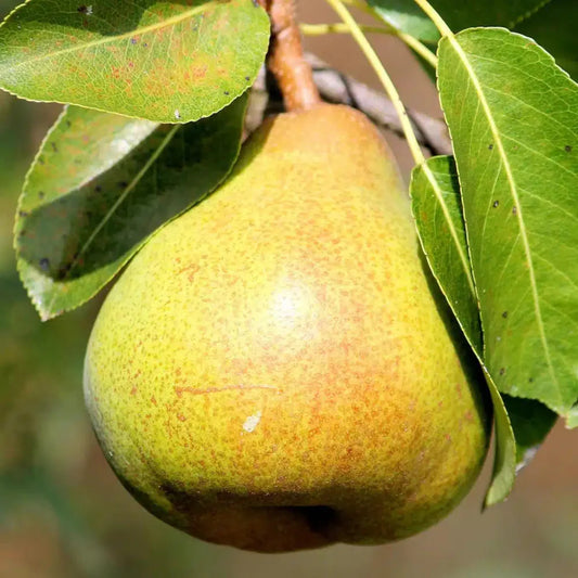 Fresh harvested pineapple pear fruit on white background